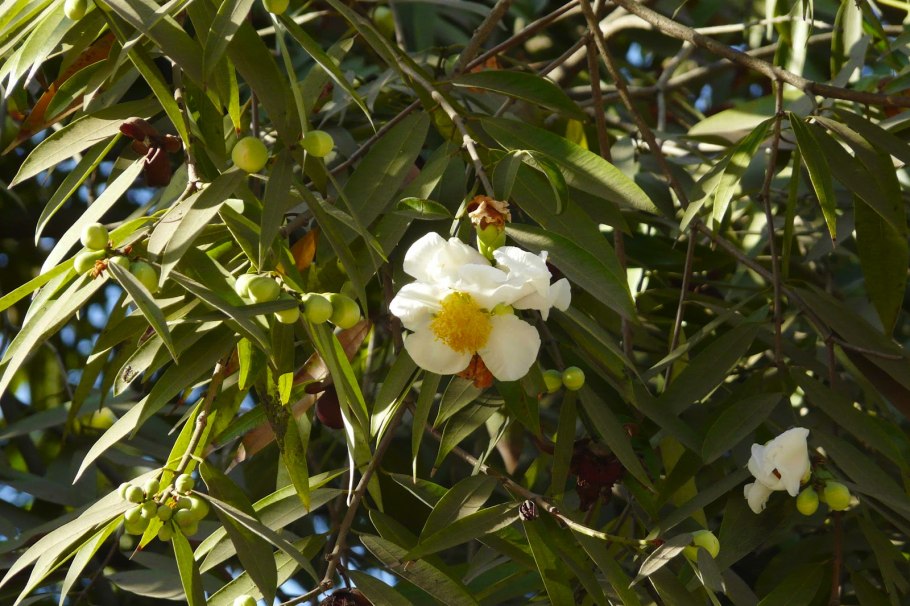 Мезуя железная