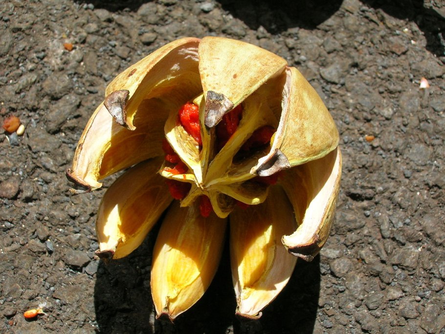 Клузия розовая принцесса