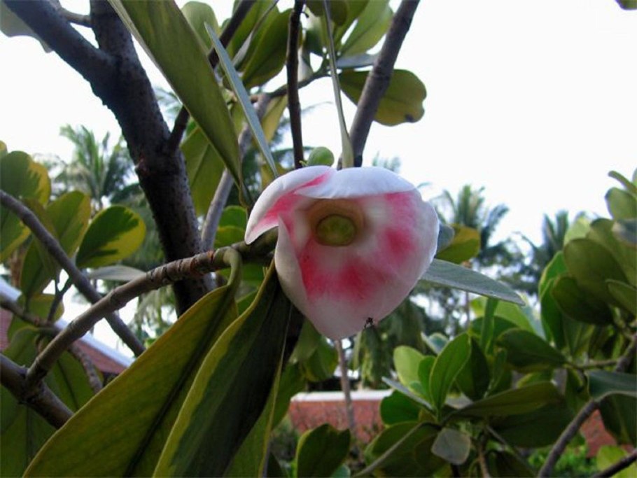 Клузия Грин Мэджик