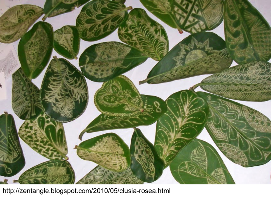 Есть ли у клузии семена