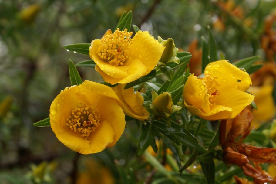 Hypericum lanceolatum