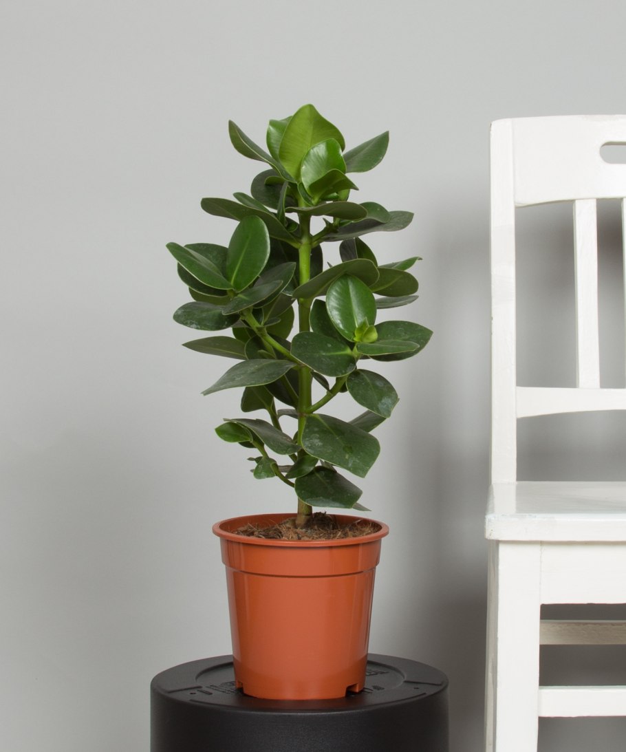 Клузия rosea Princess