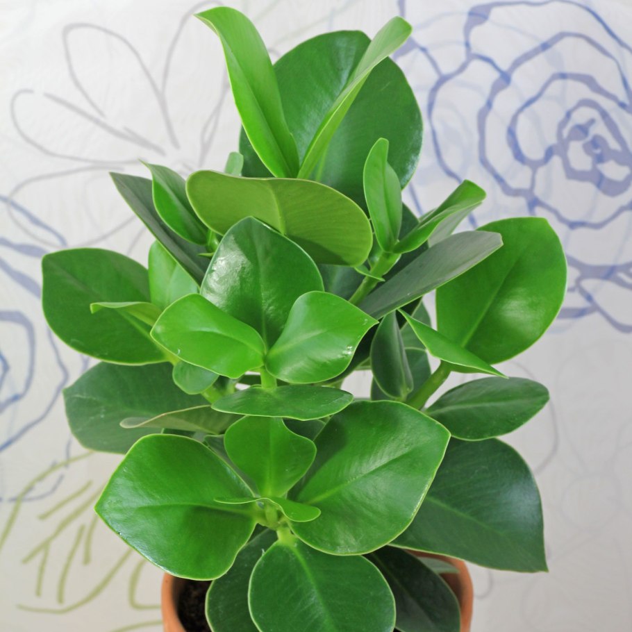 Клузия Переския