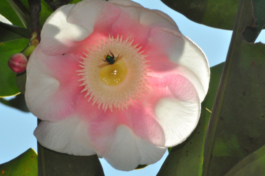 Плод клузии