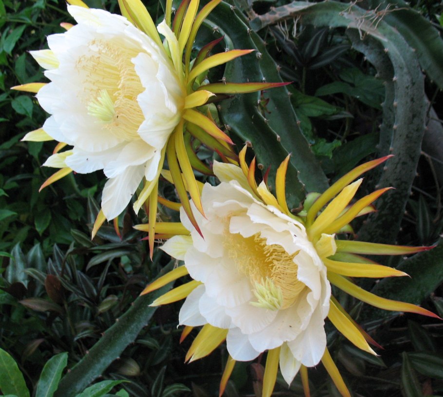 Hylocereus undatus