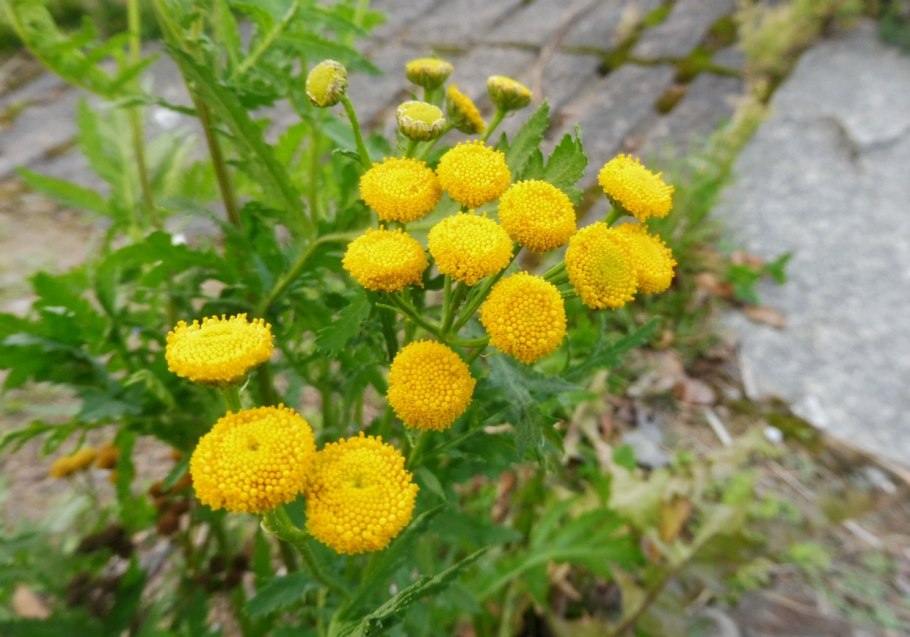 Пижма Степная