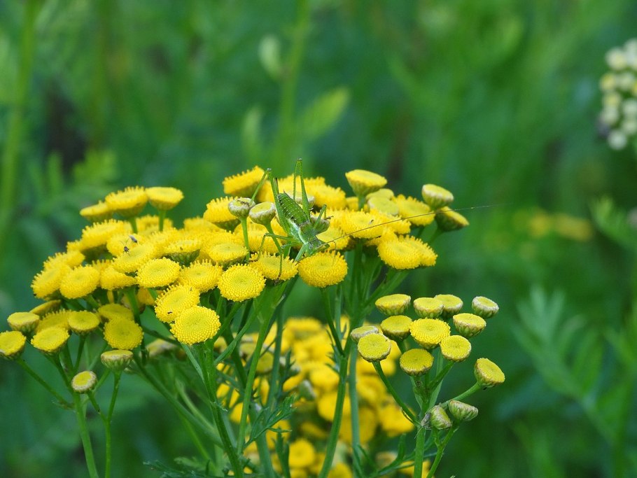 Пижма тысячелистникова