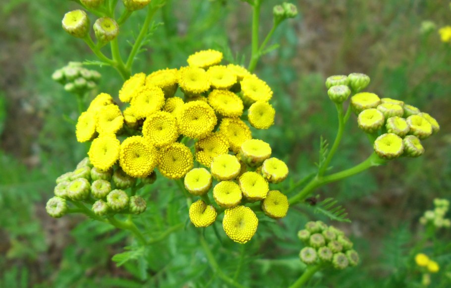 Пижма тысячелистная (Tanacetum millefolium)