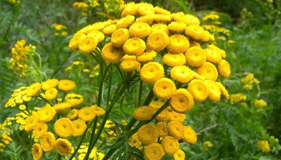 Пижма обыкновенная tanacetum vulgare