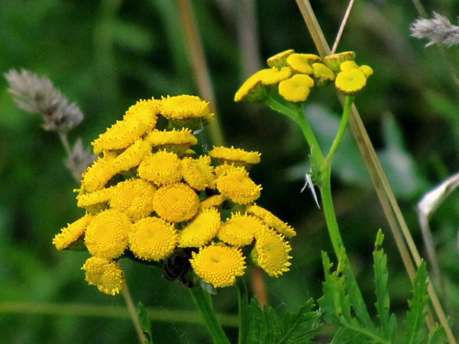 Пижма нижегородская область