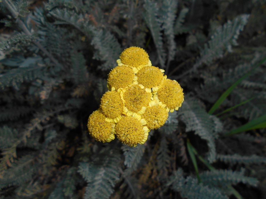 Пижма Хараджана (Tanacetum haradjanii).