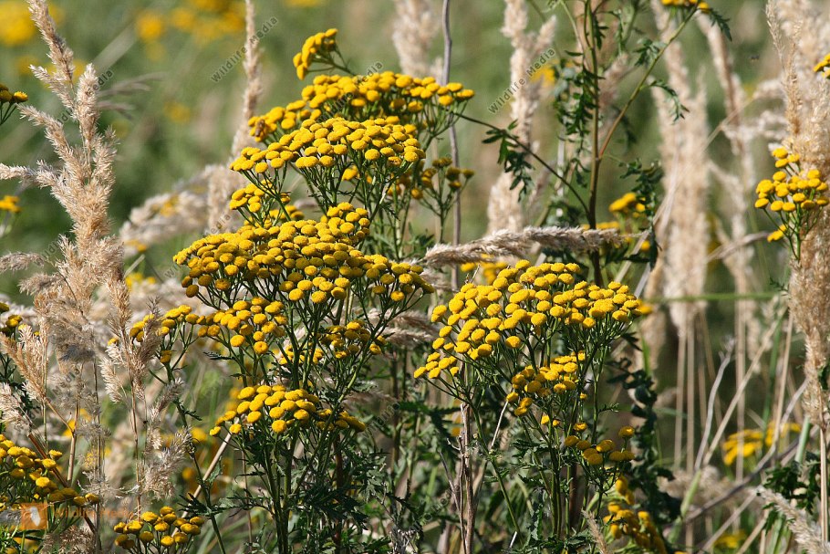 Пижма тысячелистниковая