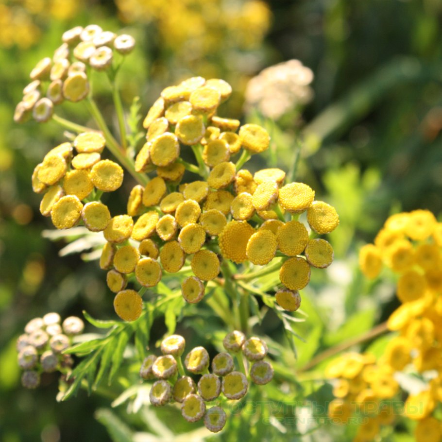 Пижма кануфер