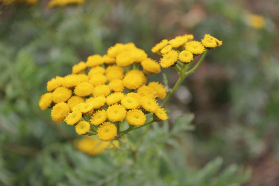 Пижма обыкновенная tanacetum vulgare