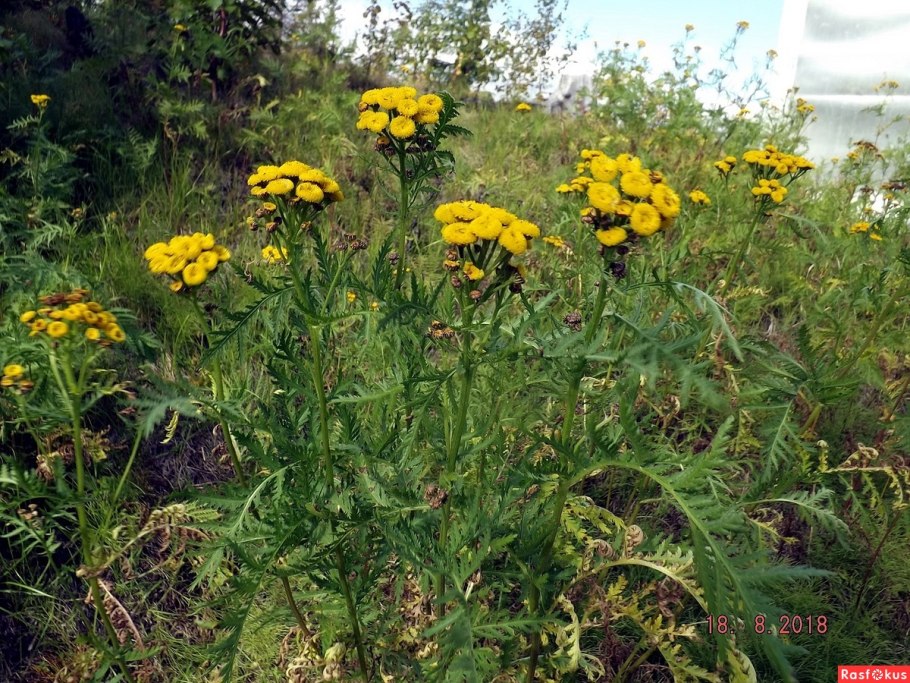 Пижма обыкновенная (Tanacetum vulgare)