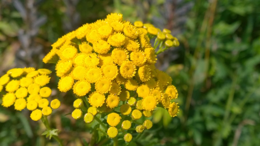 Пижма белая