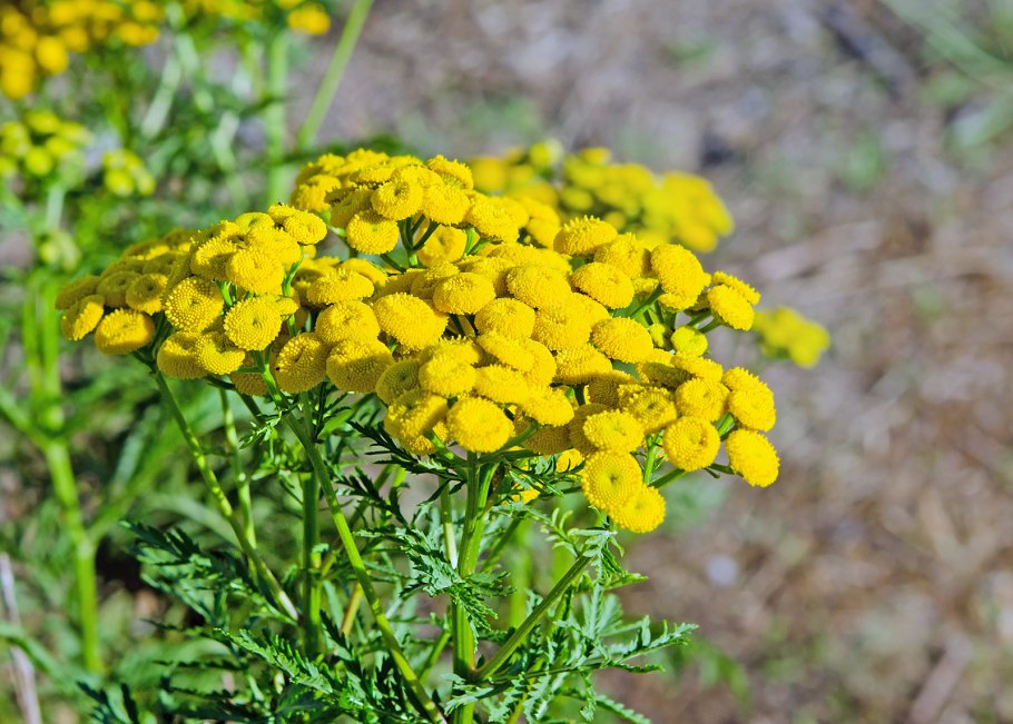 Цветки пижмы