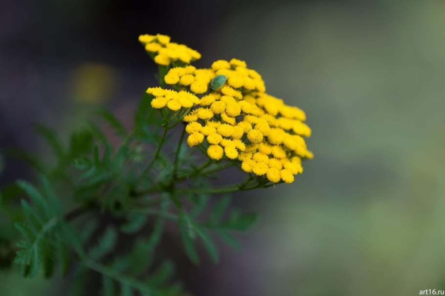 Пижма обыкновенная tanacetum vulgare