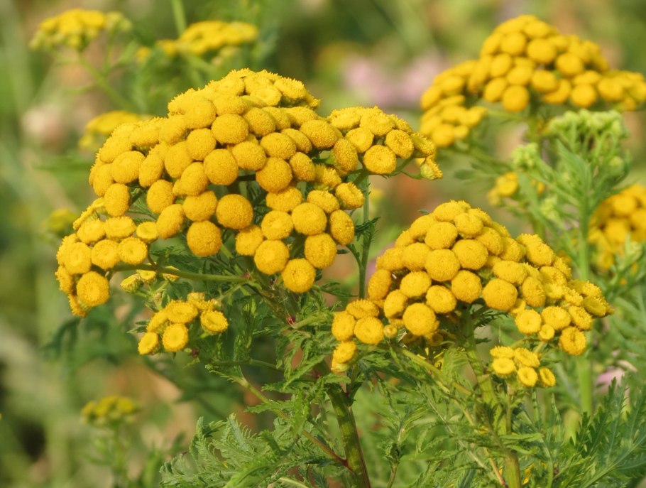 Пижма обыкновенная tanacetum vulgare