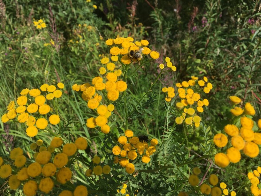 Пижма тысячелистниковая