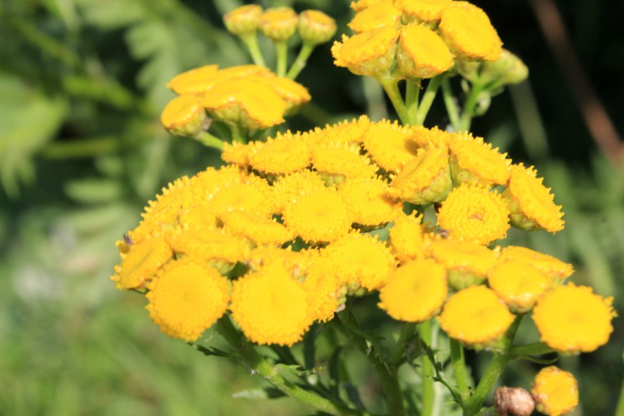 Пижма хараджана