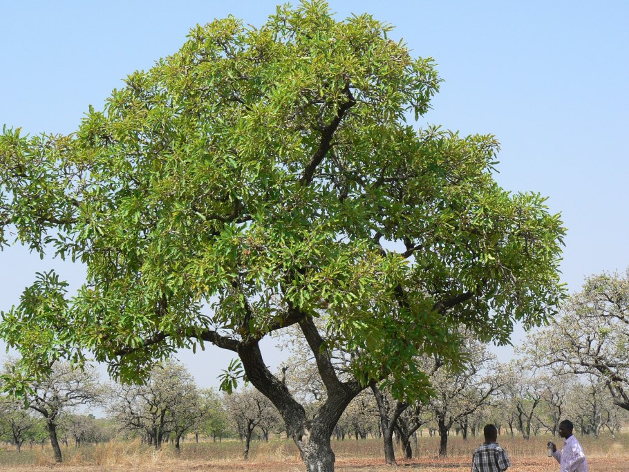 Vitellaria paradoxa Shea
