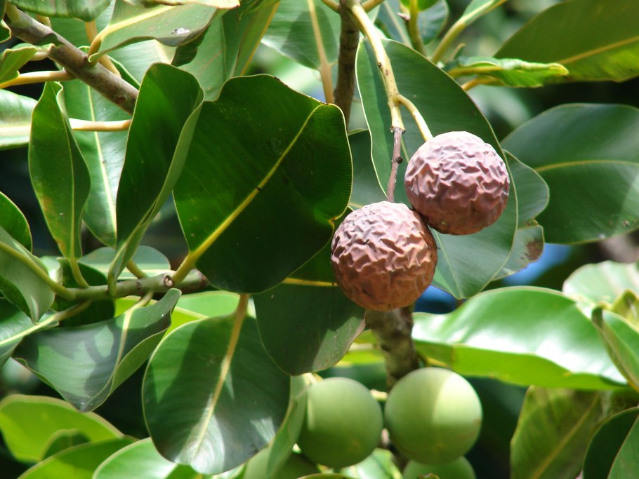Yaupon Holly растение