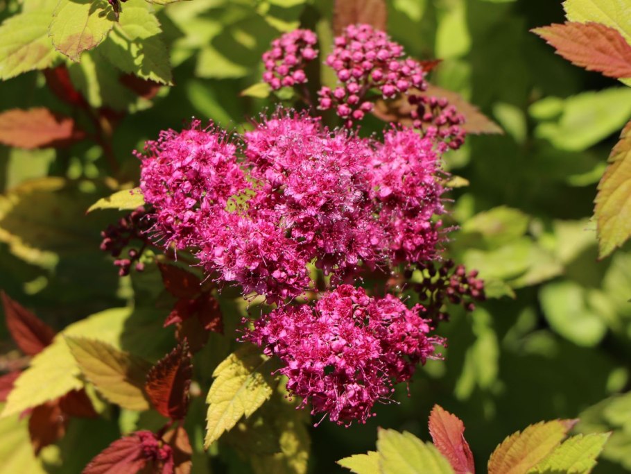 Спирея японская мэджик карпет