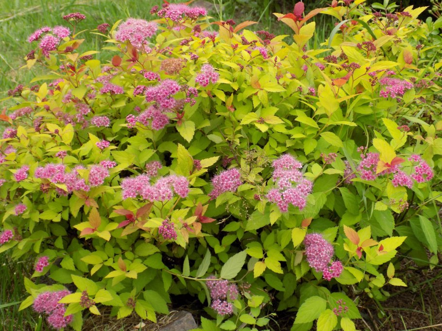 Спирея японская литл принцесс