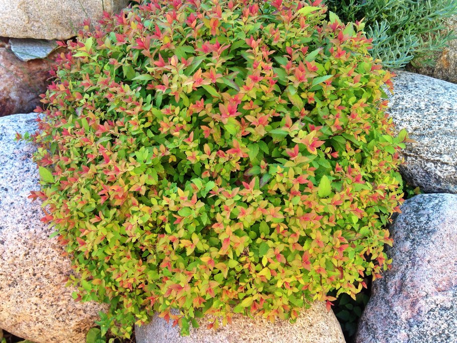 Спирея японская мэджик карпет