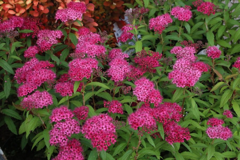 Спирея японская 'darts red'