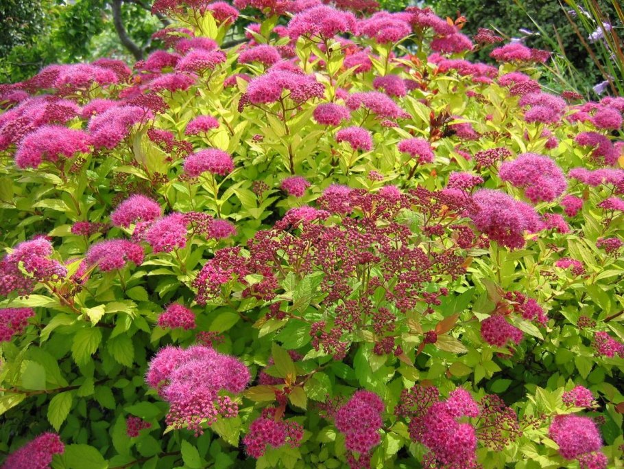 Спирея японская spiraea japonica