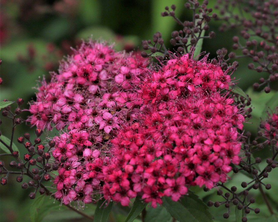 Спирея дартс ред