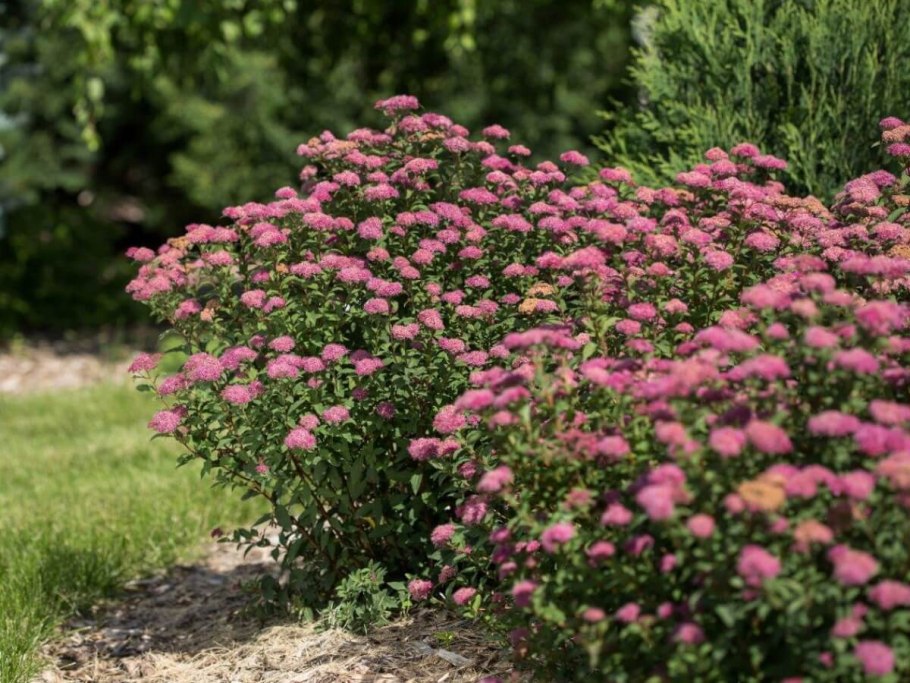 Спирея японская фробели