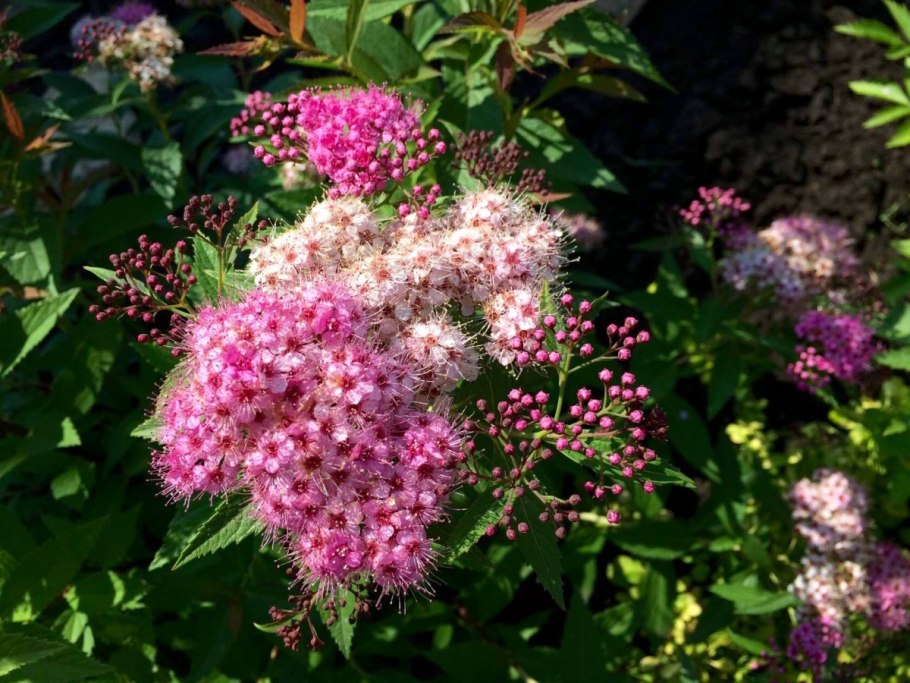 Спирея японская широбана