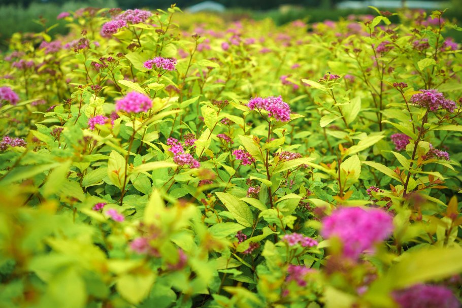 Спирея японская генпей