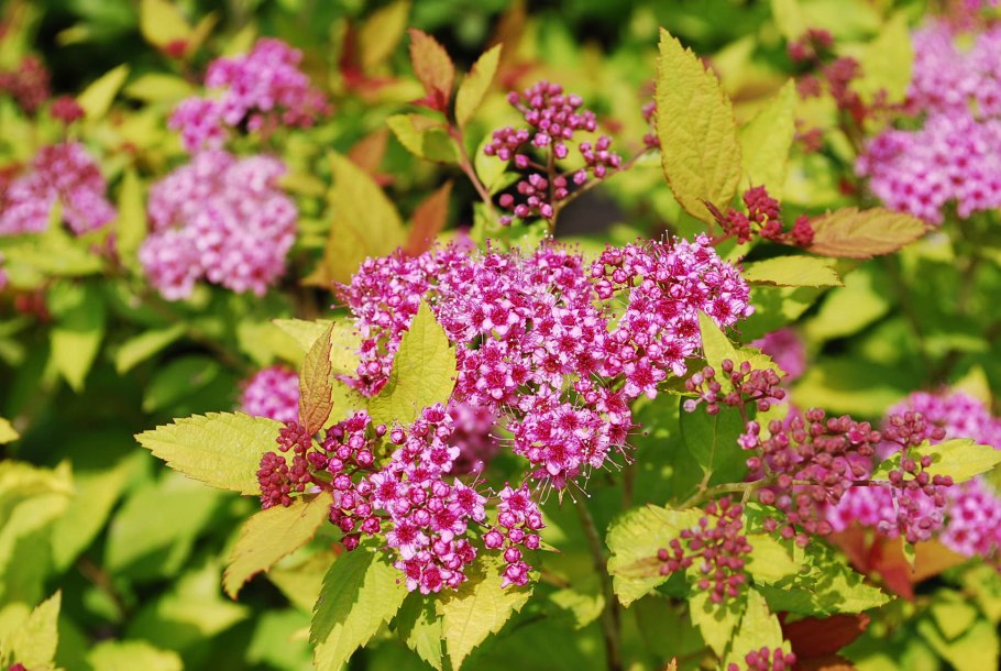 Спирея японская голден