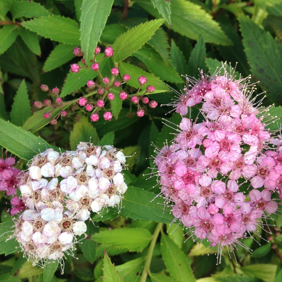 Спирея японская зигунерблют