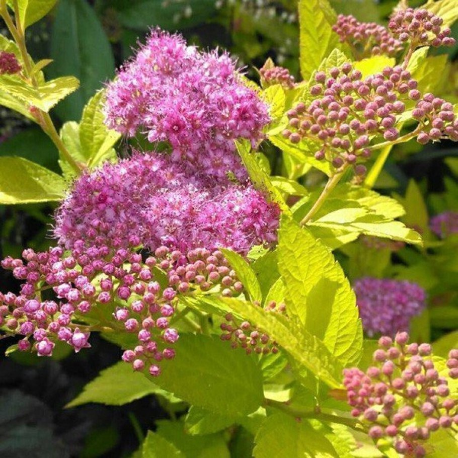 Спирея японская голден