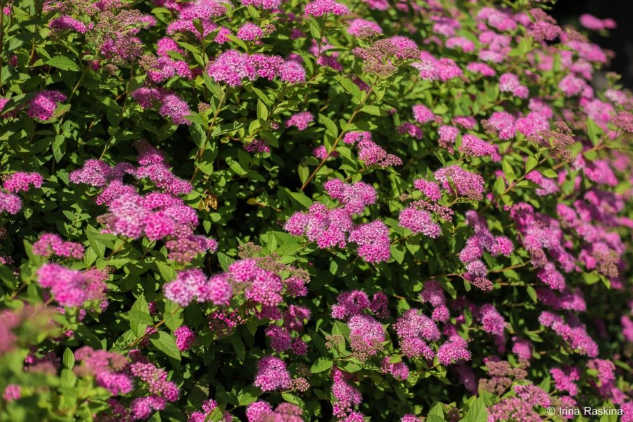 Спирея японская froebelii