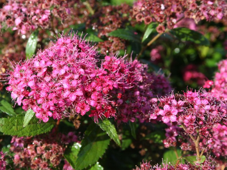 Спирея японская антони ватерер