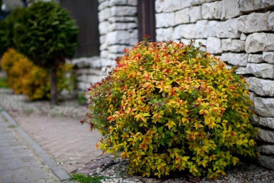 Спирея японская голден карпет
