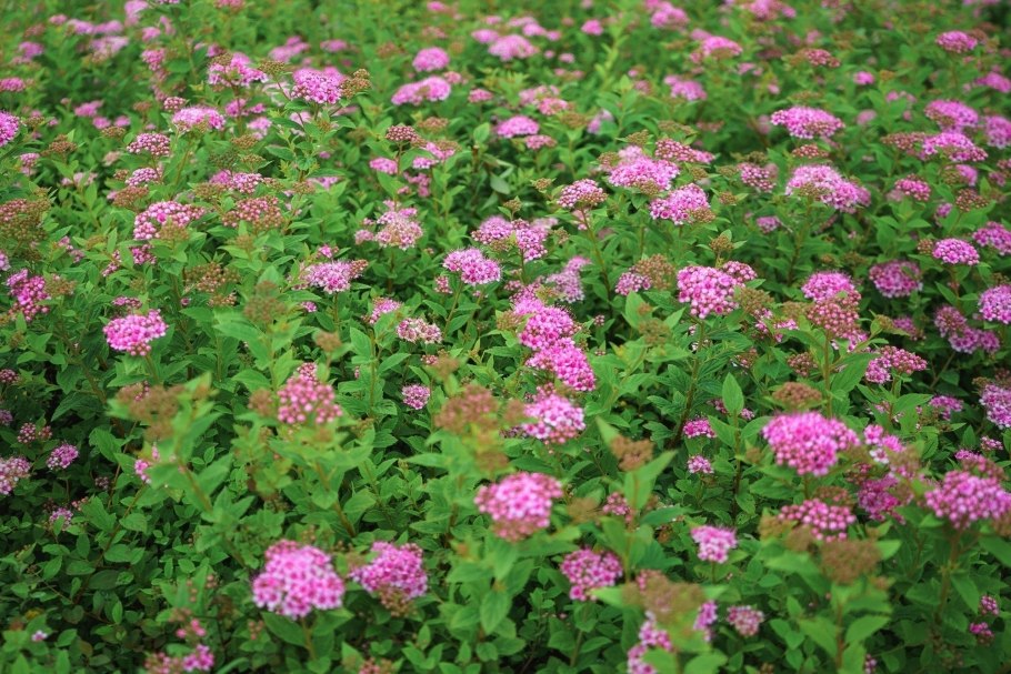 Спирея японская little princess