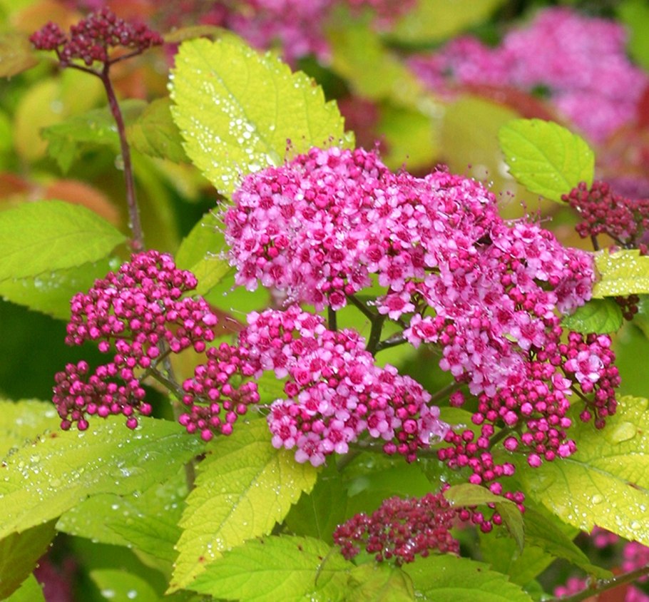 Спирея березолистная розовая