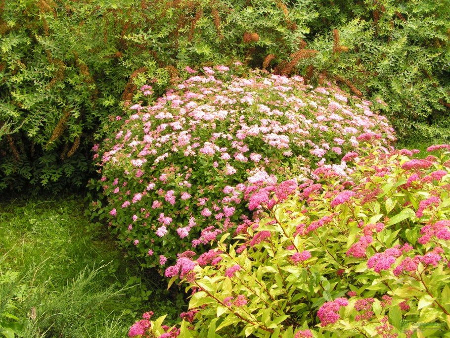 Широбана спирея