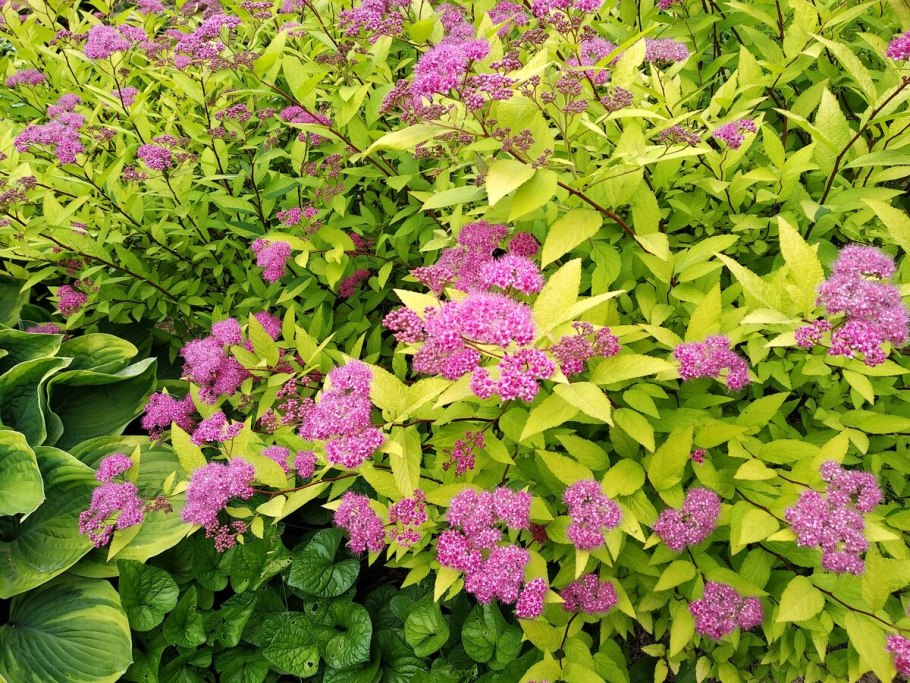 Спирея японская голден принцесс