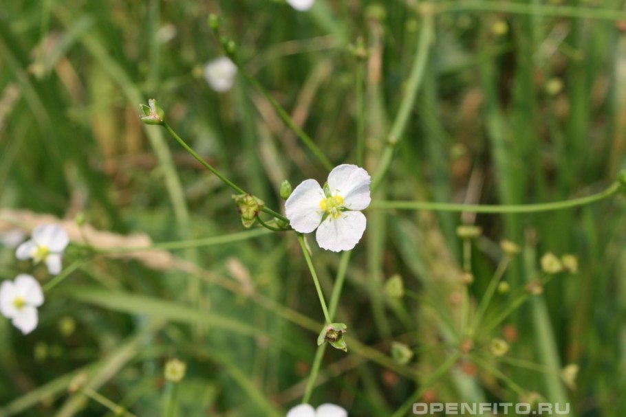 Частуха обыкновенная
