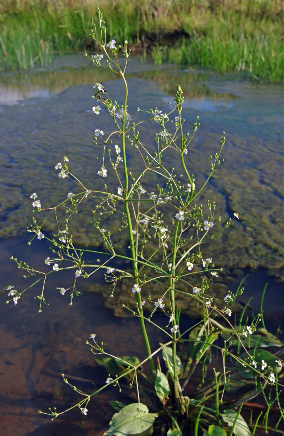 Alisma plantago aquatica
