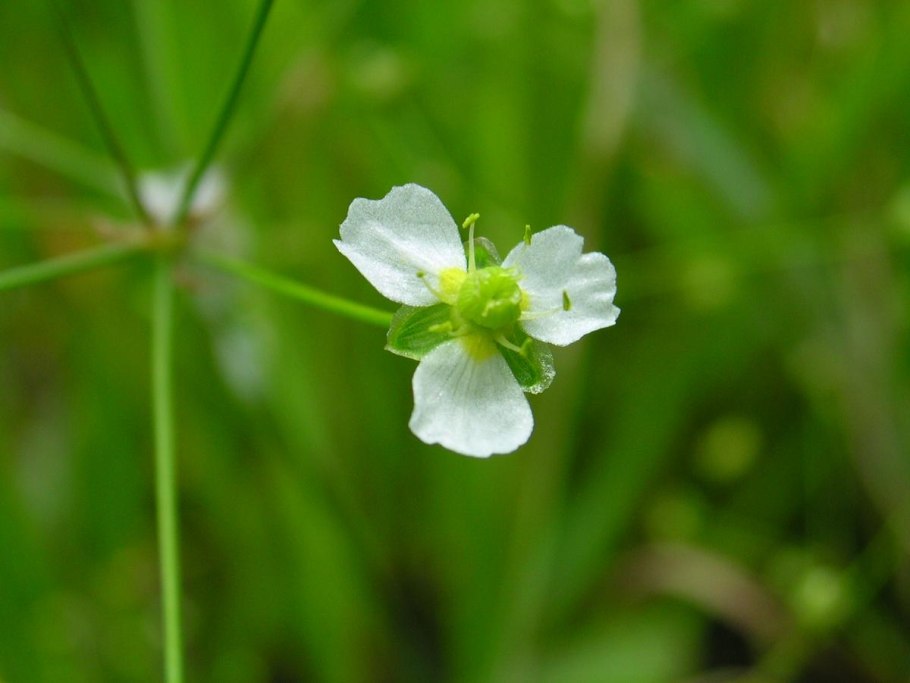 Alisma plantago aquatica