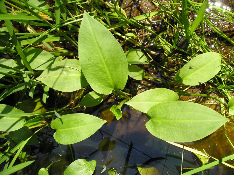 Alisma plantago